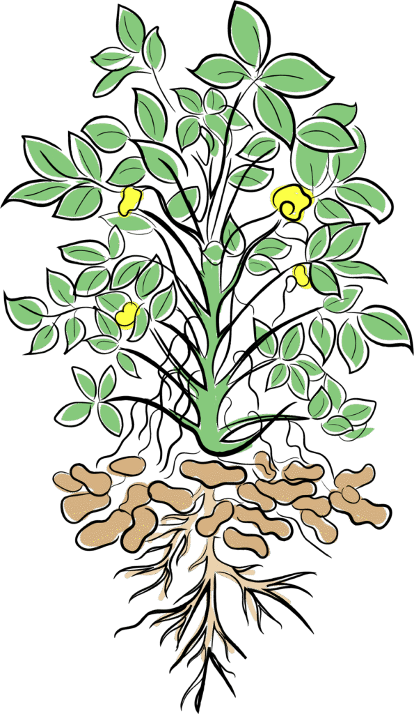 Sooma nutrition - Services